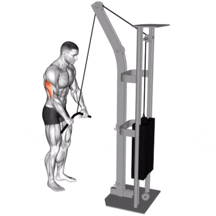 Cable Triceps Pushdown